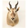 Image 2 : African Eland Shoulder Mount