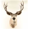 Image 1 : 4x4 Deer Head Mount