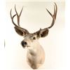 Image 2 : 4x4 Deer Head Mount