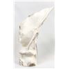 Image 8 : Zuni Carved Antler Bat Fetish by Derrick Kaamasee