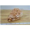 Image 5 : Lot of 4 Sea Shells