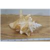 Image 7 : Lot of 4 Sea Shells