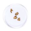 Image 2 : Lot of Gold Nuggets 1.45 grams Total Weight