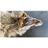 Image 2 : FULL BODY WOLF SKIN RUG