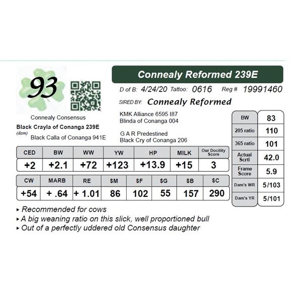 Connealy Reformed 239E