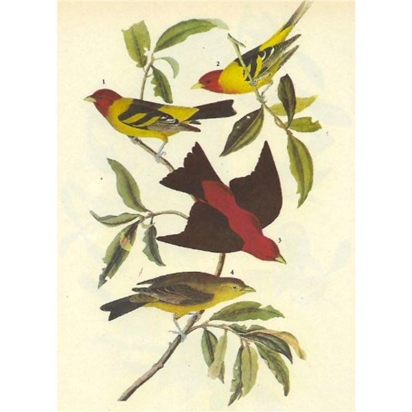 c1946 Audubon Print, #354 Two Tanagers