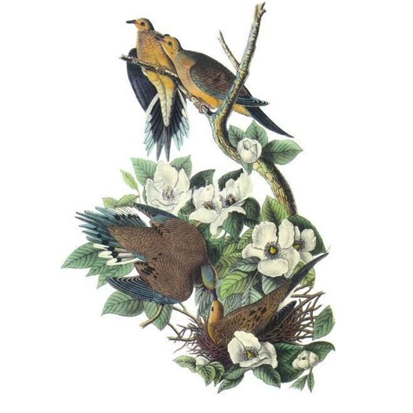c1946 Audubon Print, #17 Mourning Dove