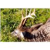Image 2 : Serbia – Hunt in Europe is offering a Roe deer in Serbia with 4 hunting days for one hunter and one 