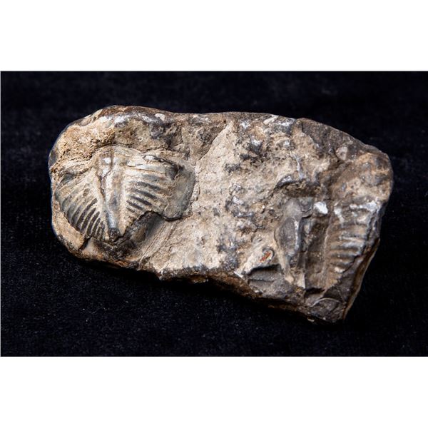 Nice Trilobite Fossil Pair, 250+ Million Years Old