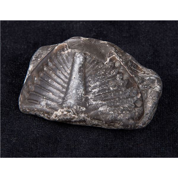 Partial Trilobite Fossil, 250+ Million Years Old