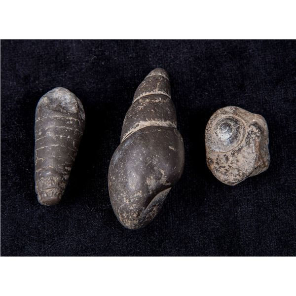 Nice Trio of Prehistoric Snail Fossils