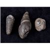 Image 1 : Nice Trio of Prehistoric Snail Fossils