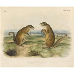 After John James Audubon, Color lithograph