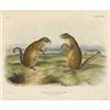 Image 1 : After John James Audubon, Color lithograph