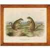 Image 4 : After John James Audubon, Color lithograph