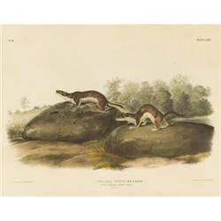 After John James Audubon, Color lithograph