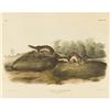 Image 1 : After John James Audubon, Color lithograph