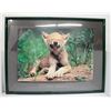 Image 1 : ART WOLFE FRAMED PICTURE