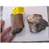 Image 1 : PETRIFIED BONE