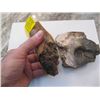 Image 2 : PETRIFIED BONE