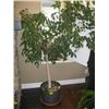 Image 1 : POTTED TREE