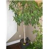 Image 1 : POTTED TREE