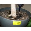 Image 2 : POTTED TREE