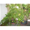 Image 1 : 2 LG. POTTED PLANTS