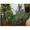 Image 2 : 2 POTTED PLANTS