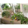 Image 1 : 4 SMALL POTTED PLANTS
