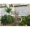 Image 2 : 4 SMALL POTTED PLANTS