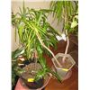 Image 1 : 2 POTTED PLANTS