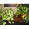 Image 1 : 2 SMALL POTTED PLANTS