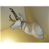 Image 2 : MOUNTED PRONG HORNED ANTELOPE