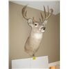 Image 1 : MOUNTED WHITE TAILED DEERHEAD