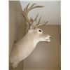 Image 2 : MOUNTED WHITE TAILED DEERHEAD