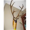 Image 2 : MOUNTED CARIBOU HORNS