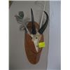 Image 1 : MOUNTED GOAT HORNS