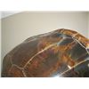 Image 2 : LG. TORTOISE SHELL