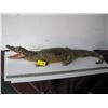 Image 1 : LARGER MOUNTED CAYMEN ALLIGATOR