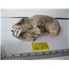 Image 1 : BEAR SKULL WITH TEETH