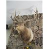 Image 1 : LG. MOUNTED ELK