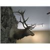 Image 2 : LG. MOUNTED ELK