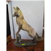 Image 1 : MOUNTED FOX