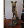 Image 2 : MOUNTED FOX