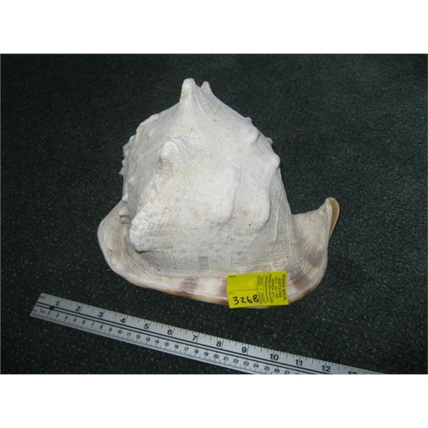 LG. CONCH SHELL