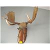 Image 2 : MOUNTED SET OF MOOSE ANTLERS