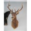 Image 2 : LG. MOUNTED ELK