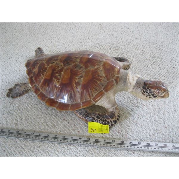 MOUNTED SEA TURTLE, BROKEN NECK