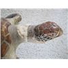 Image 2 : MOUNTED SEA TURTLE, BROKEN NECK